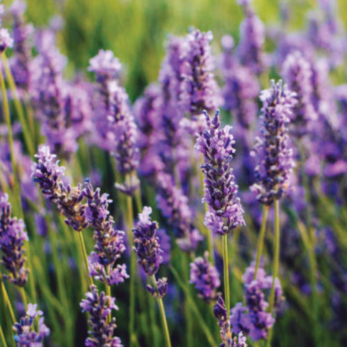 Stress Relief Supplements | Antiseptic Powder | Inner Light Remedies