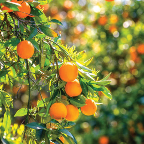 Stress Relief Supplements | Antiseptic Powder | Inner Light Remedies