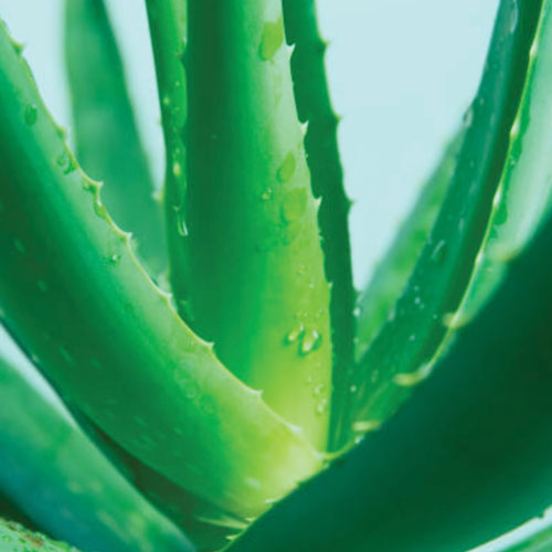 Stress Relief Supplements | Antiseptic Powder | Inner Light Remedies